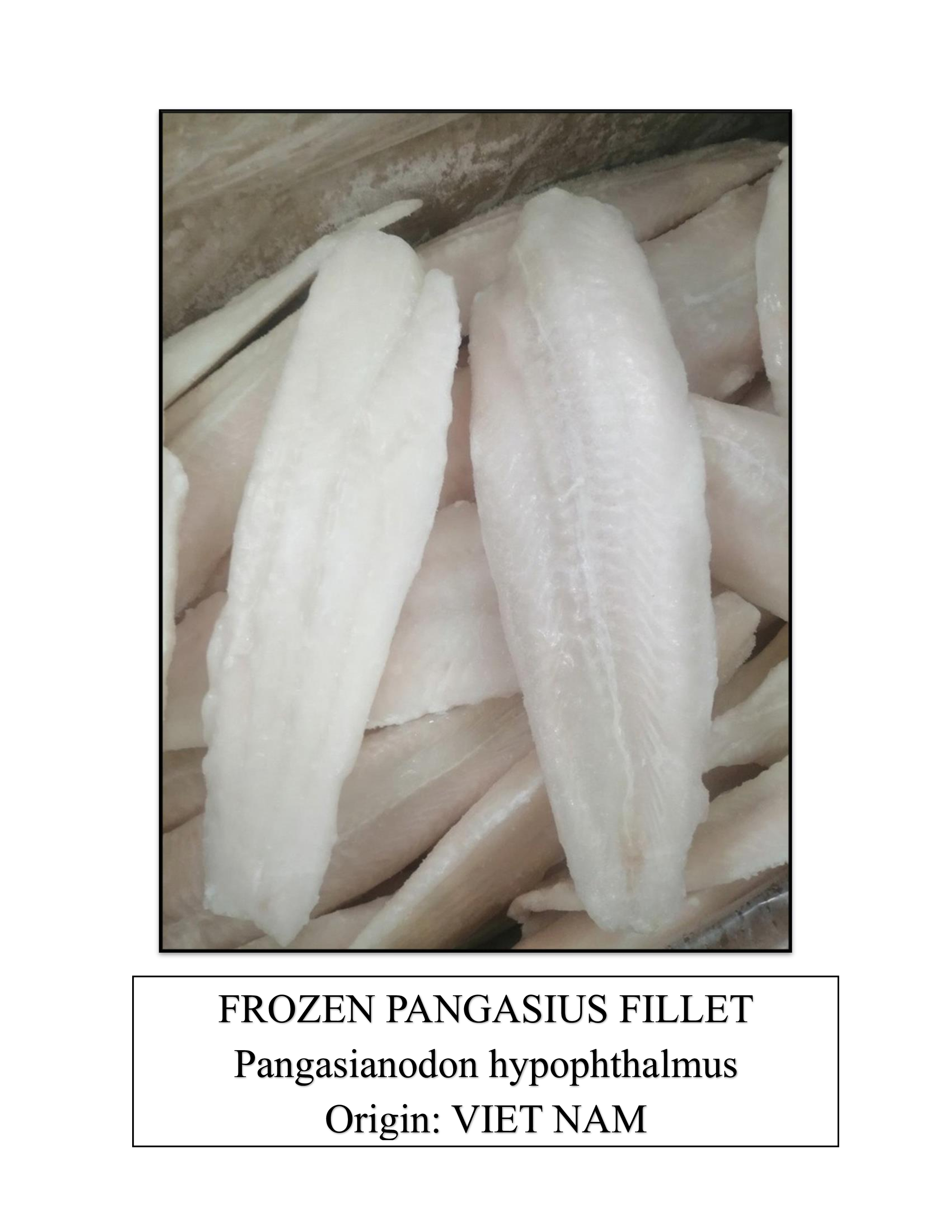 Frozen Pangasius Fillet